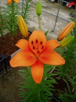 [1610 Benfica No01.JPG]